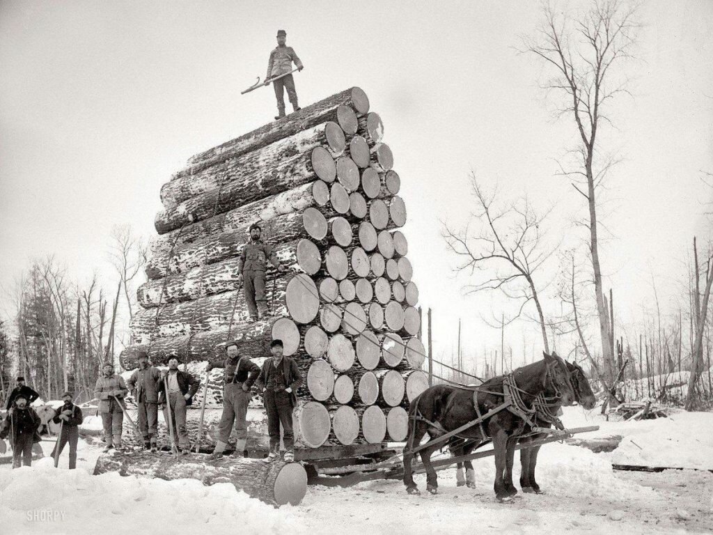 историческая справка про зимний лес